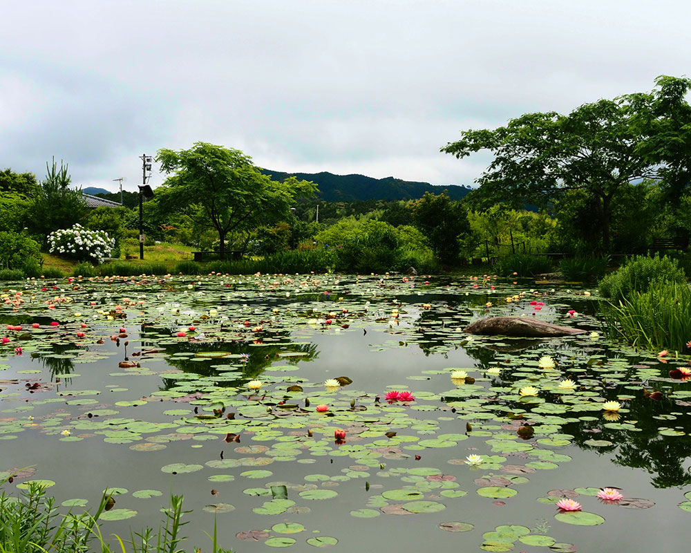 星ヶ丘公園